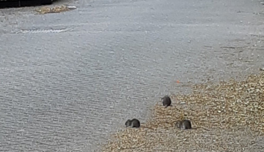 Woonplus gaat ook aan de slag met het rattenprobleem in Nieuwland