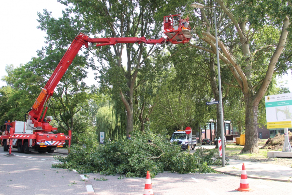 Gevaarlijk hangende takken bij Schiedamseweg verwijderd