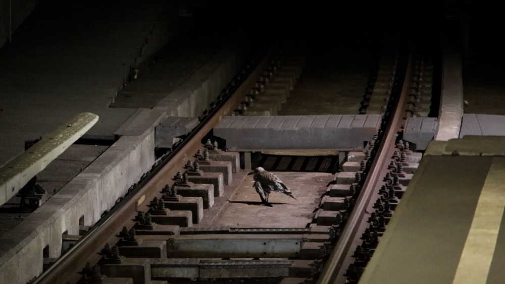 Suïcidale meeuw? RET redt vogel van metrospoor in Schiedam