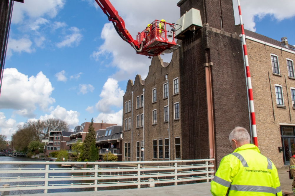 Brandweer redt moeder de gans, twee kleintjes en vijf eieren van de Oranjebrug