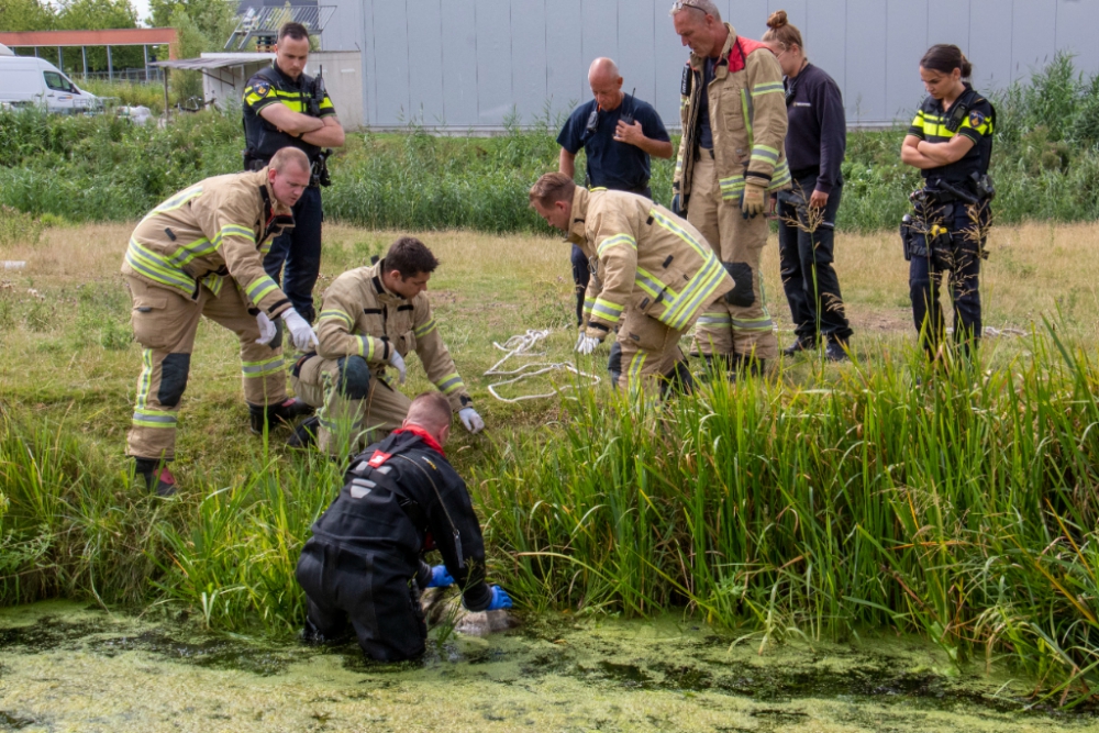 Brandweer helpt een schaap op het droge langs de Polderweg