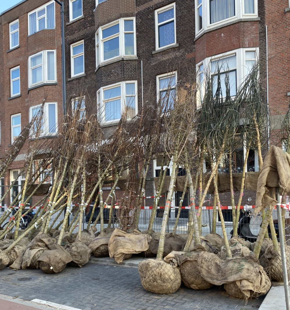 Gemeente plant bomen terug in Oost