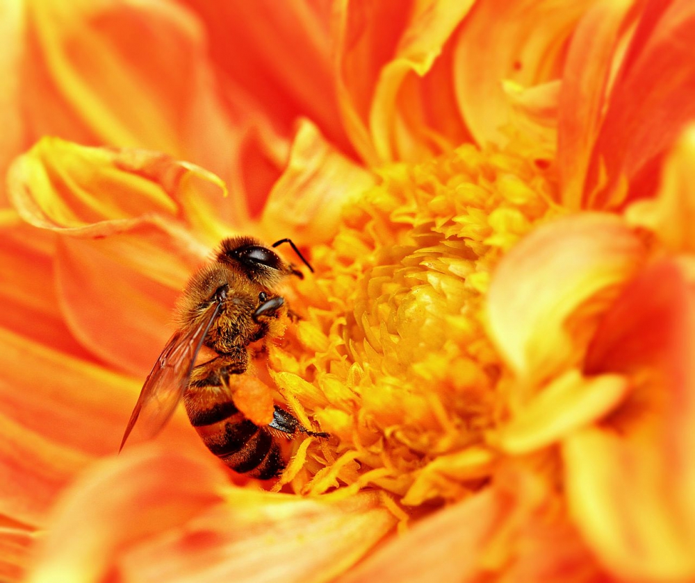 Schiedammer omgekomen door aanval &#039;Killer Bees&#039;