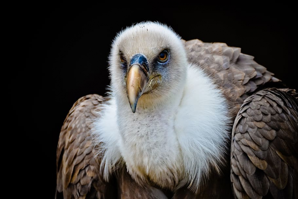 Gier uit Blijdorp in Schiedam Noord gespot