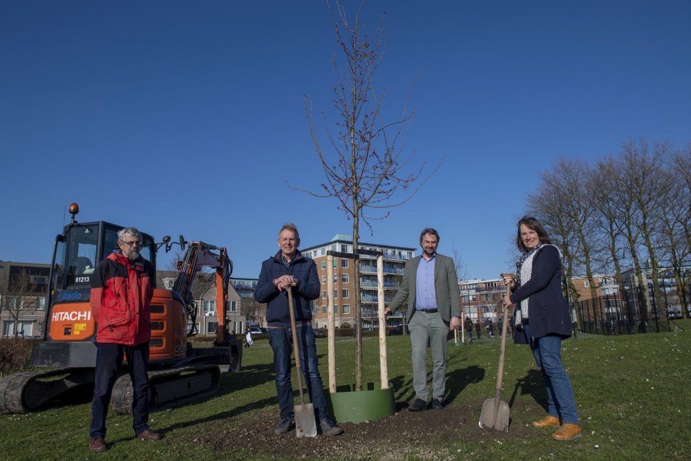 Wijk- en bewonersvereniging Spaland plant afscheidsbomen in Spaland