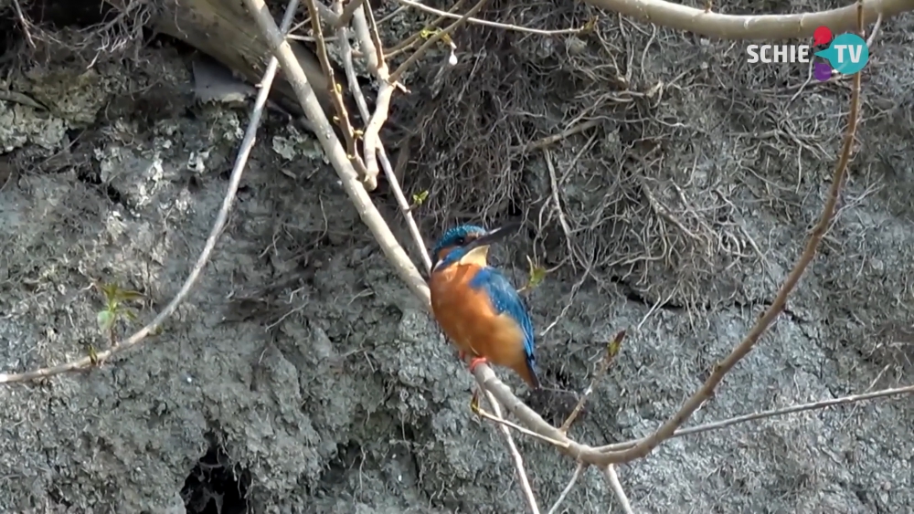 Vogelkijkwand aan de Poldervaart wordt vervangen