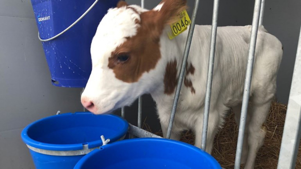 Eerste kalfje geboren op Floating Farm in Merwehaven