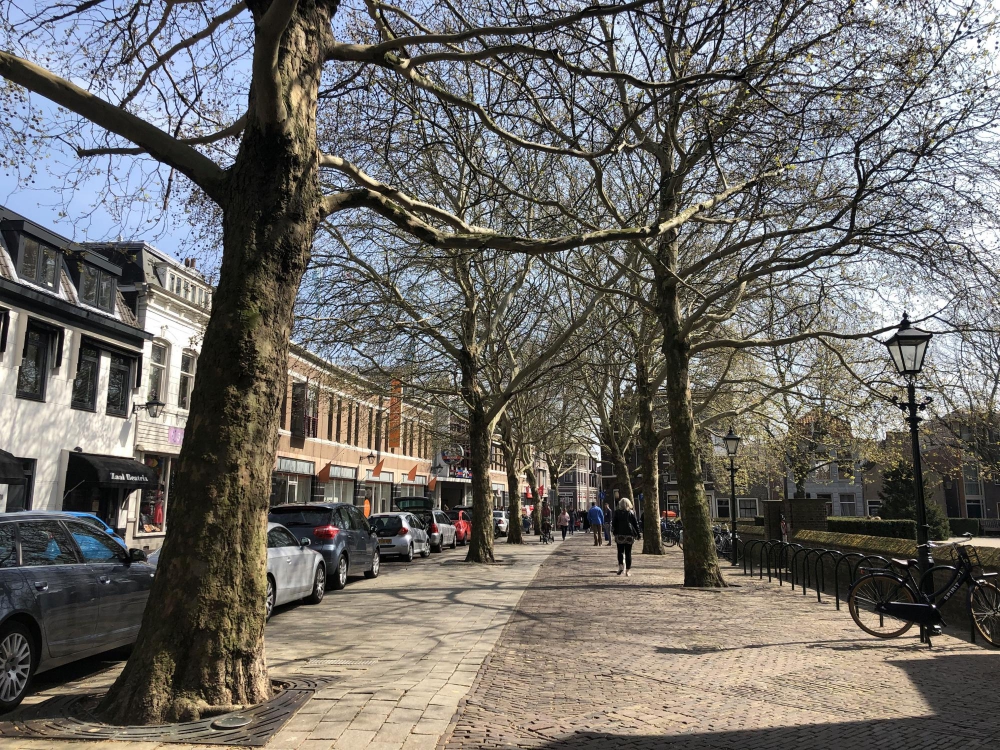 Bomen Lange Kerkstraat krijgen ruimte aan de wortels