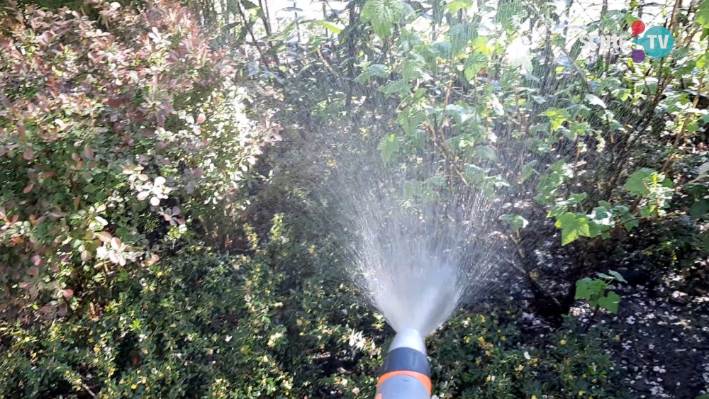 Samen Schiedam 24: Zwart Nazareth, weer optreden bij Frankeland en plantjes water geven