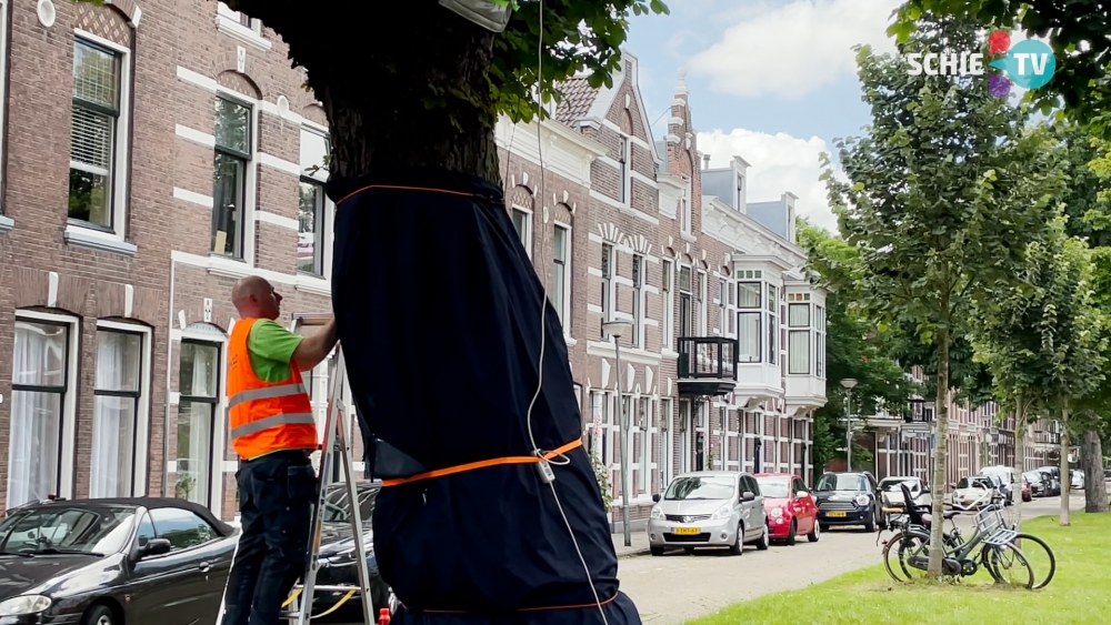 Hardnekkige bacterie bedreigt kastanjepopulatie in Schiedam: ‘Een heel groot gedeelte heeft het’