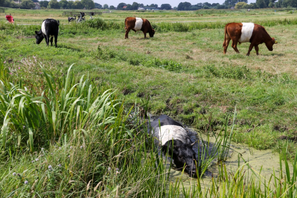 Stier met applaus de sloot uit