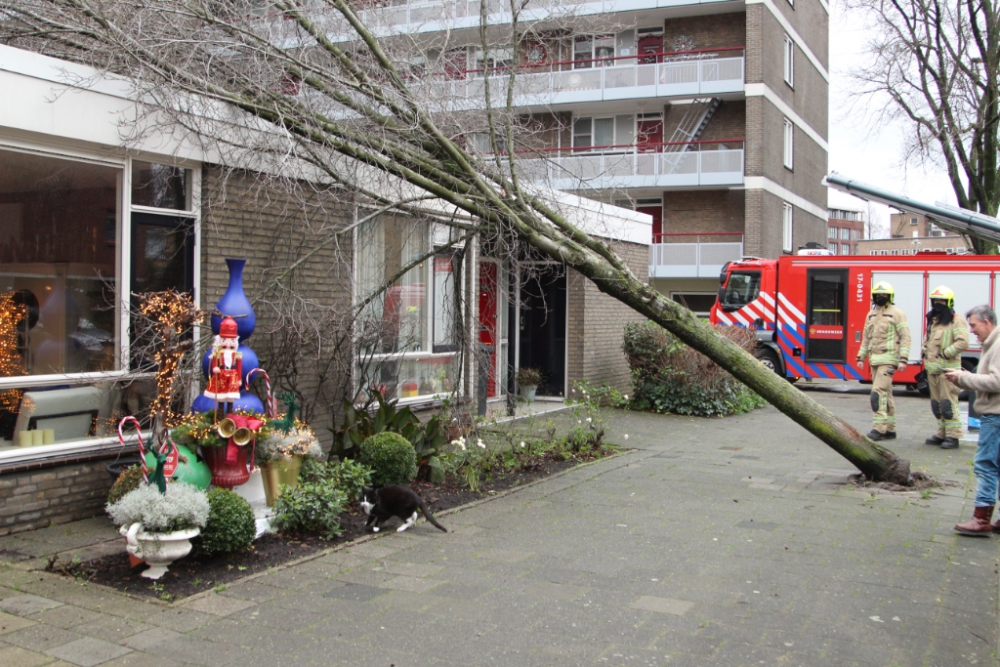 Boom(pje) tegen gebouw door storm Bella