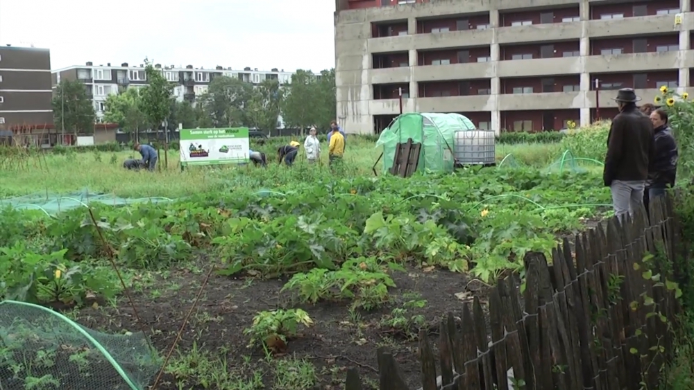 Vernielingen op tuin Voedselbanktuinieren Wibautplein