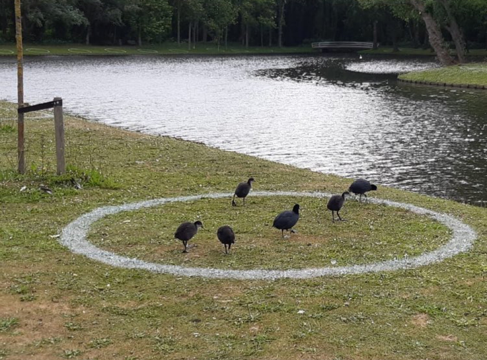 Schiedam krijgt anderhalvemeter cirkels