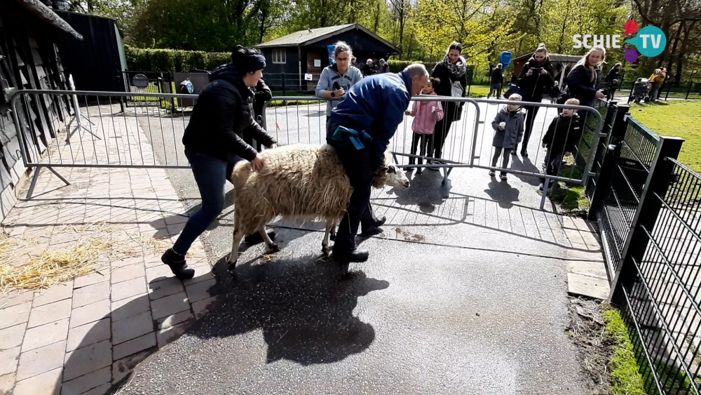 Kinderboerderij weer beperkt open met schaapscheerdersfeestje