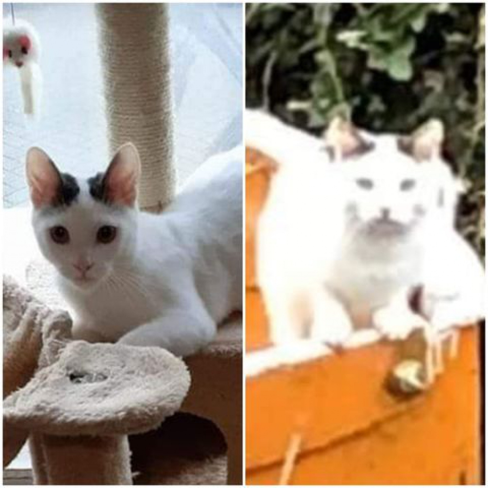 Kater Spoeky is vermist vanuit de Gorzen