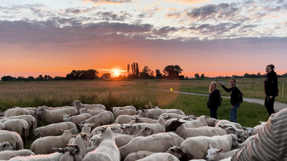 Langste dag nog fraaier dankzij goudgekleurde wandeling met schapen