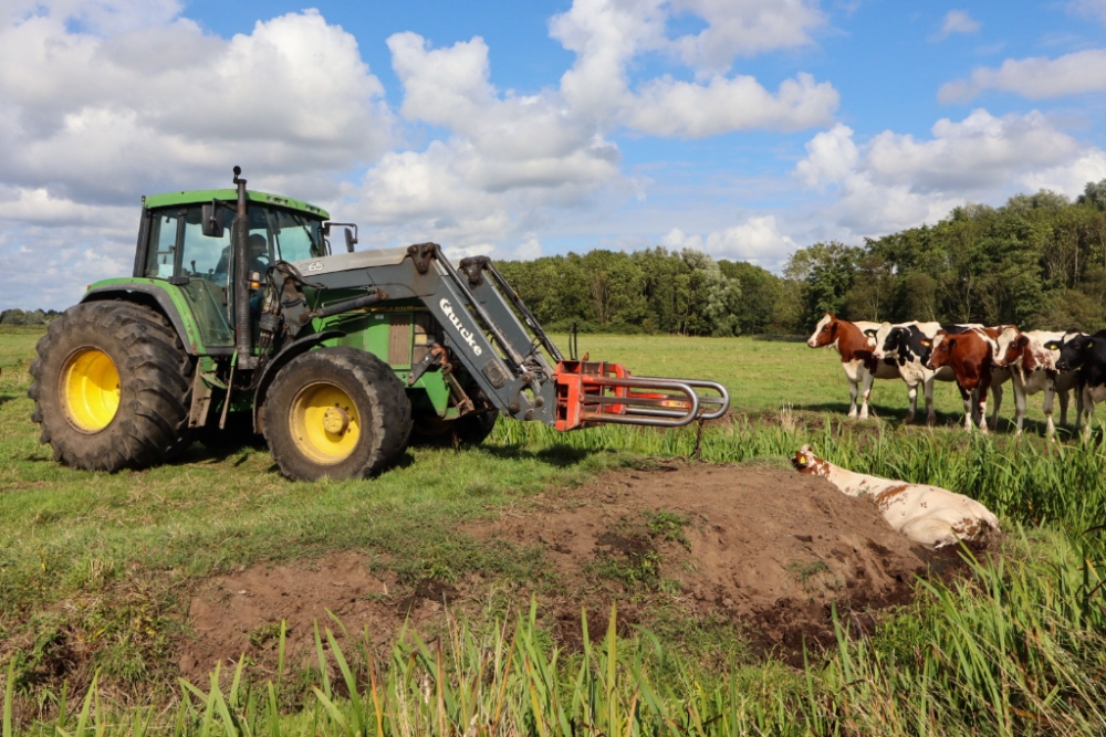 Koe zit vast in de modder