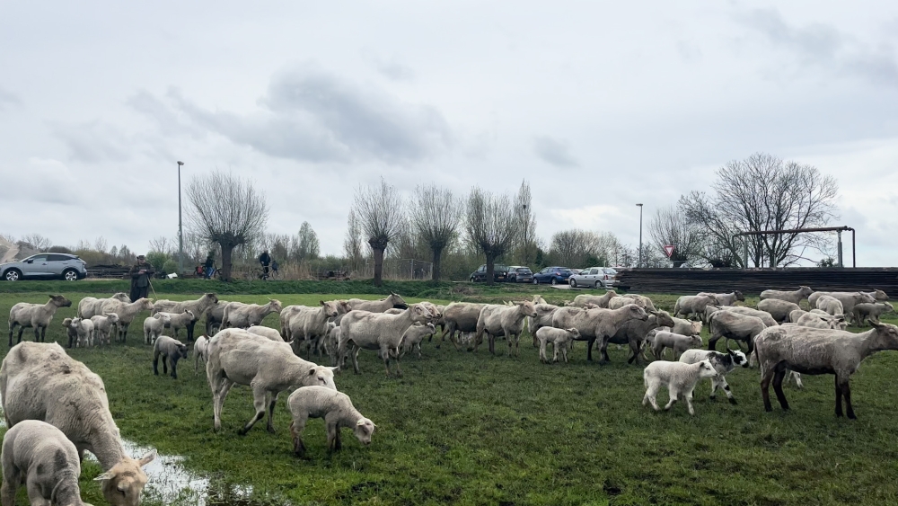 Lammetjes de wei in, op stap met schaapherder Ben