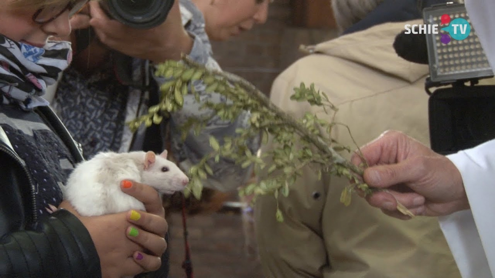 Schiedamse kerk zegent huis- en circusdieren op dierendag