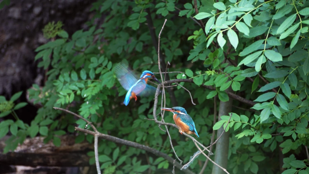 IJs(vogel)tijd in Schiedam