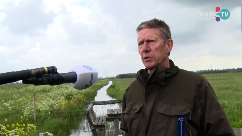 De hazen doen het goed in Midden Delfland, toch staan ze op de &#039;rode lijst&#039;