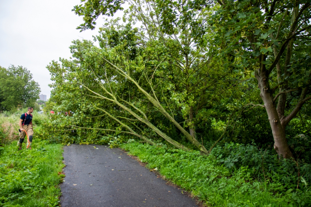 Boom geveld door harde windstoten