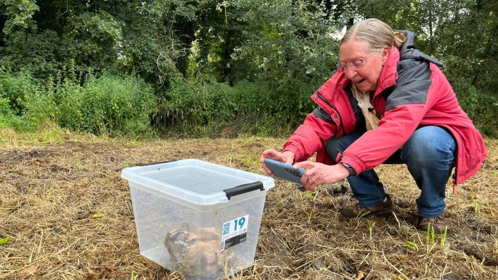 Na weken zoeken vinden Schiedamse stadsimkers eindelijk nest van Aziatische hoornaar