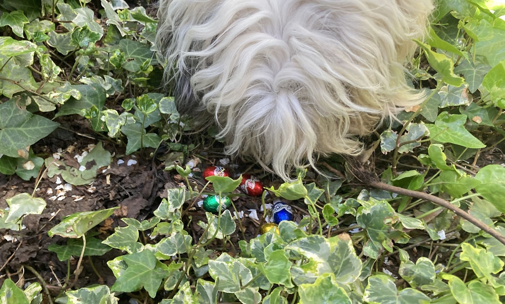 Chocoladepaaseieren verstopt in Sterrebos: gevaarlijk voor honden!