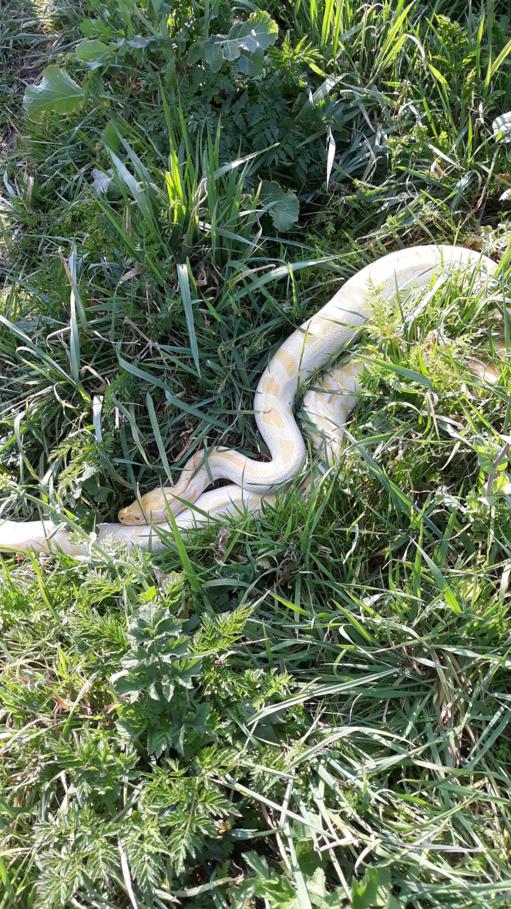 Slang van 2,5 meter lang kronkelt in Schiedam Noord langs de weg