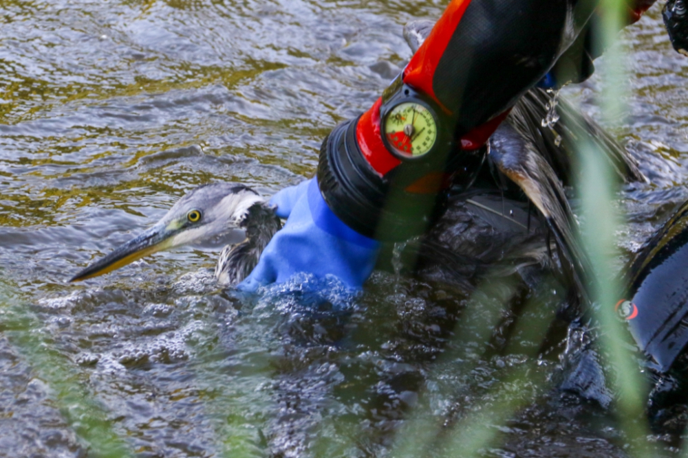 Dierenambulance en brandweer helpen reiger in nood in Beatrixpark