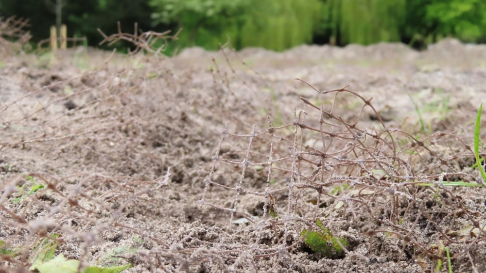 ‘Grasveld Oranjepark weer aangegroeid vóór Zomerterras’