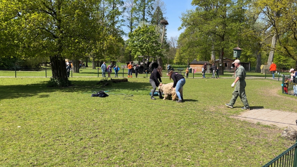 Schapen worden verlost van hun dikke vacht op Schaapscheerdersfeest