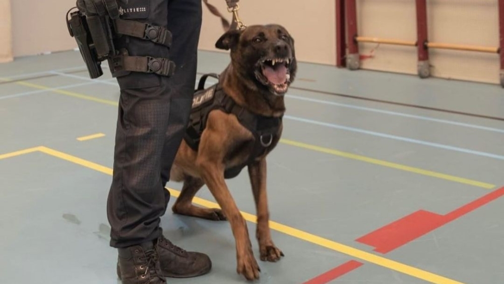 Man overmeesterd met beet van politiehond na doodsbedreiging