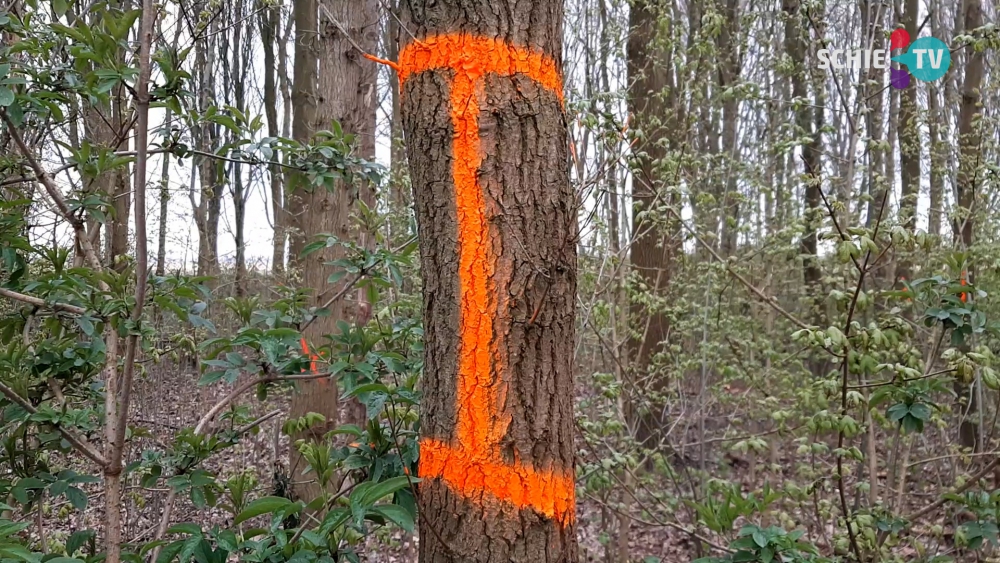 Bomen in bos boven Sveadal in Sveaparken met oranje verf gemarkeerd