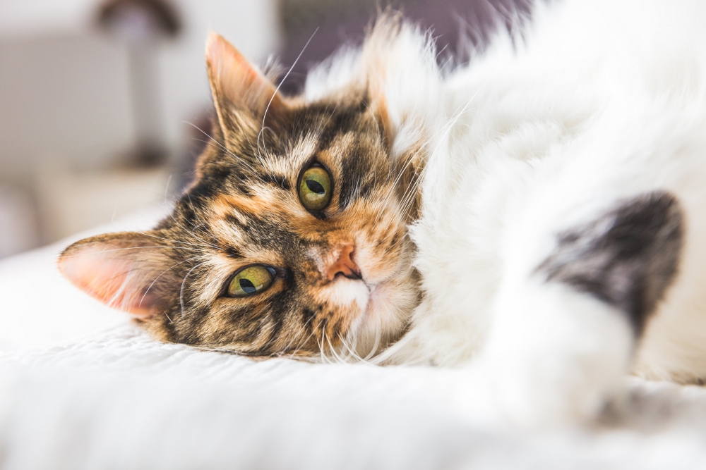 Loopt er een kattenhater rond in de West?