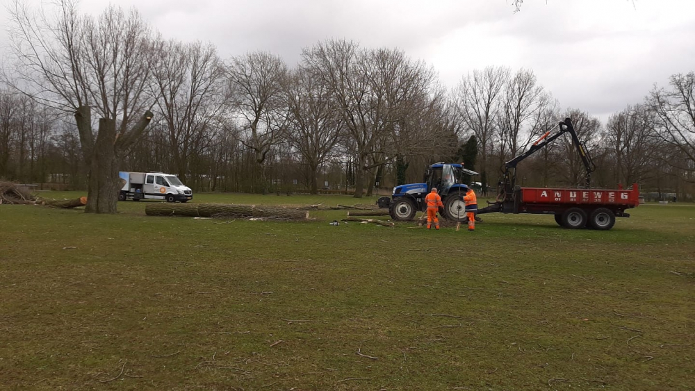 Zwakke boom gerooid in Beatrixpark