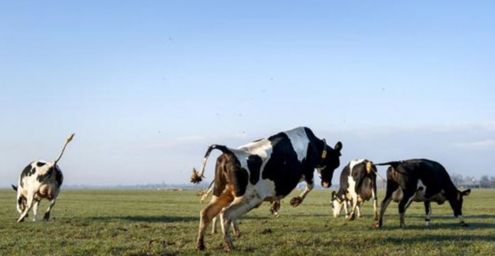 Bioboeren Midden Delfland zoeken kleine investeerders voor mobiele zuivelinstallatie