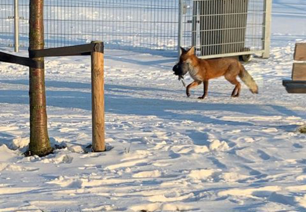 Vos, mét buit, op Sportpark Harga