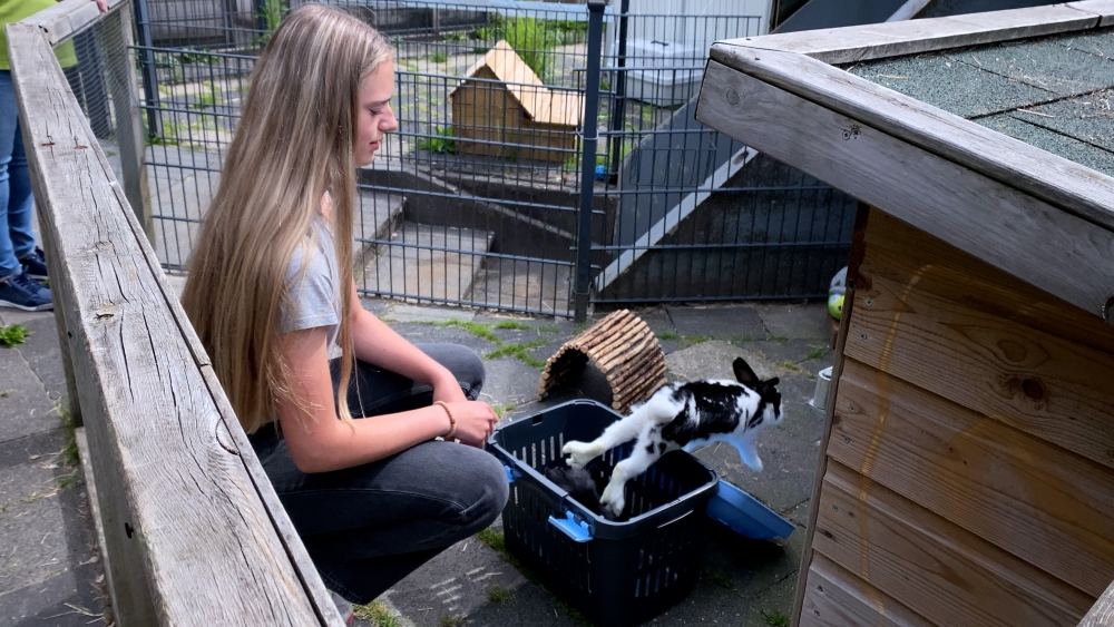 Dierenopvangcentrum kan geen konijnen meer aannemen: ‘Onze opvangen puilen uit’