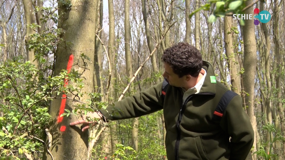 Staatsbosbeheer legt uit waarom de bomen in bos bij Sveadal gemarkeerd zijn