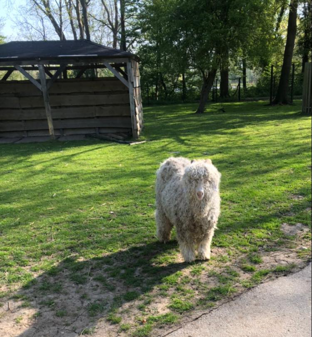 Tortelduif gestolen van Kinderboerderij, dieven wilden ook geit meenemen