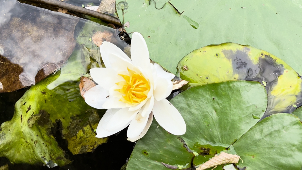 Waterlelies in de havens: dit is wat je vooral niet moet doen