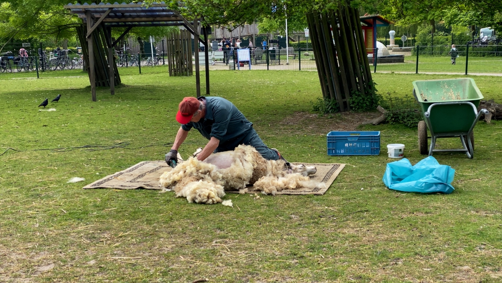 Vakkundig geknipt en geschoren: Dit is hoe ‘t Hoefblad het schaapscheerdersfeest viert