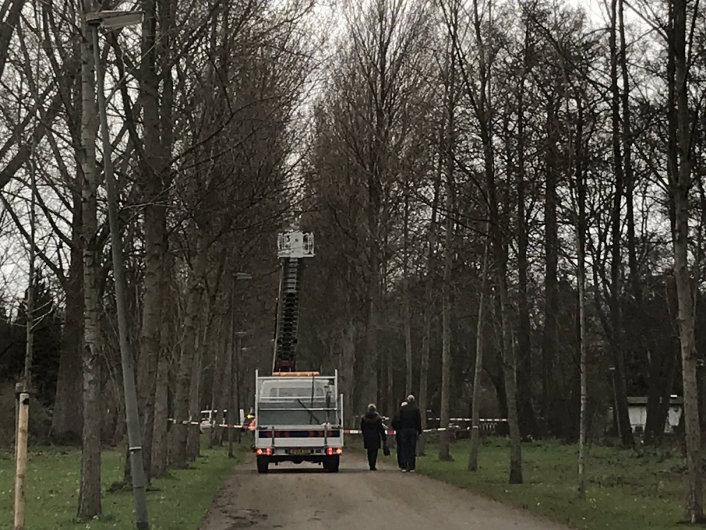 Grote boom staat los in de grond aan de Parkweg