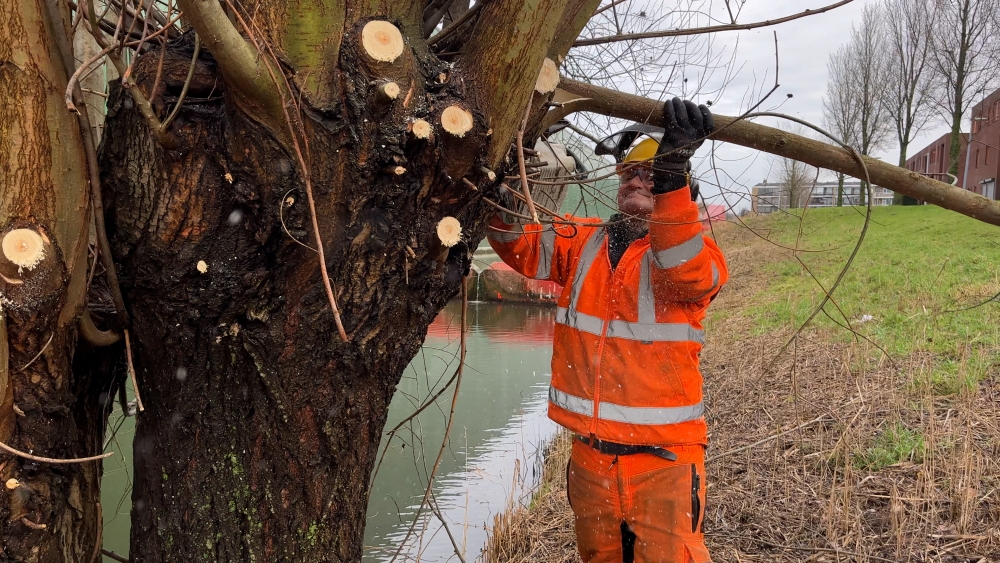 Vijfentwintig man met brommende kettingzagen snoeien de bomen, zodat jij geen tak op je hoofd krijgt