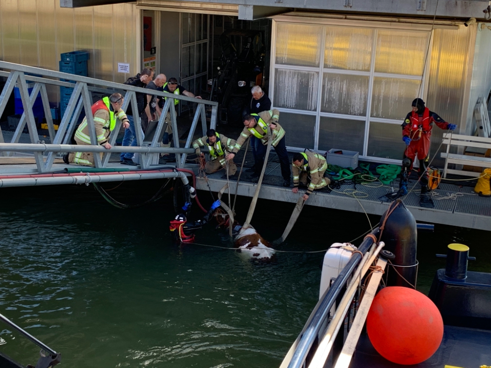 Koe van floating farm in het water gevallen